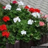 geranien