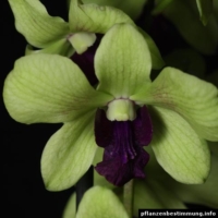 Dendrobium Emma Anna