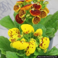 Calceolaria × herbeohybrida