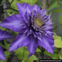 Clematis Multi Blue