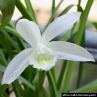 Pleione Snow White
