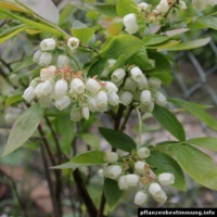 Vaccinium corymbosum