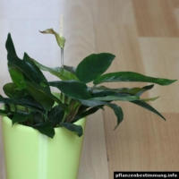 Anubias sp. Gabon