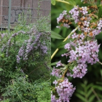 Buddleja alternifolia