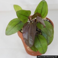 Echinodorus Regine Hildebrandt