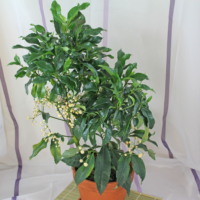 Ardisia crenata