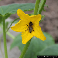 Cucumis sativus