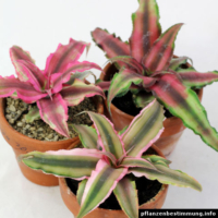 Cryptanthus bivittatus