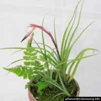 Bilbergia nutans