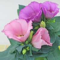 Eustoma grandiflorum