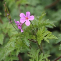 Geranium robertianum
