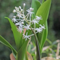 Speirantha gardenii