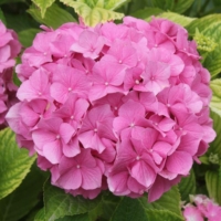 Hydrangea macrophylla
