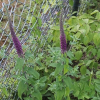 Teucrium hircanicum