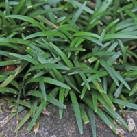 Ophiopogon japonicus