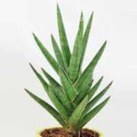 Sansevieria francisii