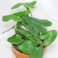 Hemionitis arifolia