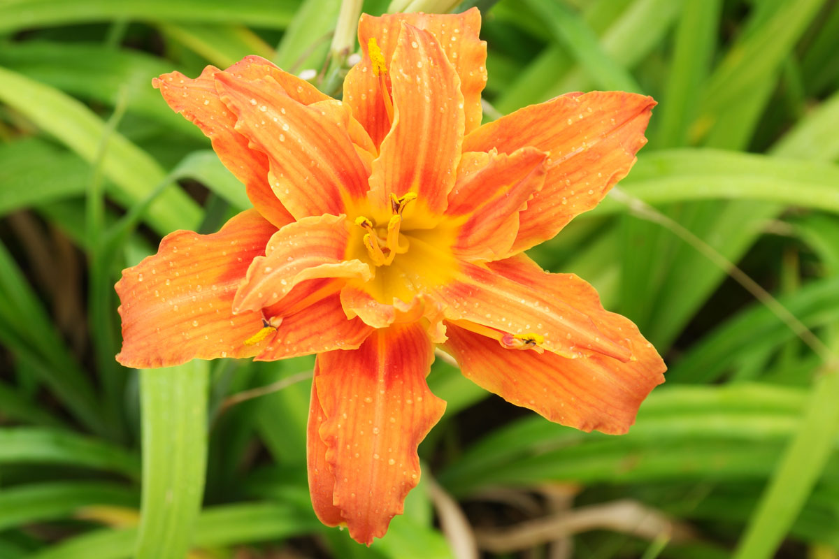 Hemerocallis fulva „Kwanso“