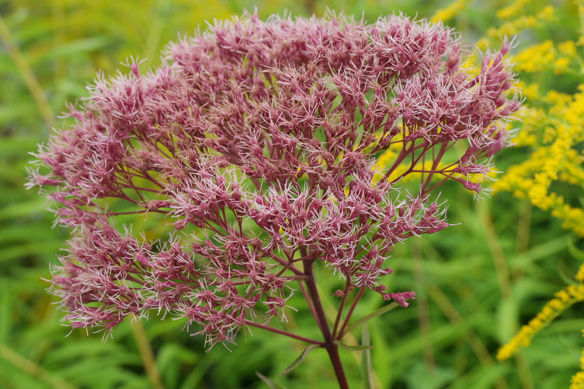 Eupatorium cannabinum