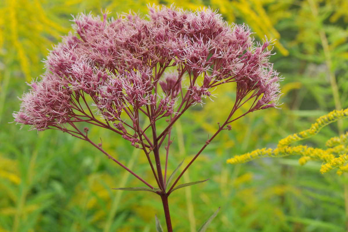 Eupatorium cannabinum