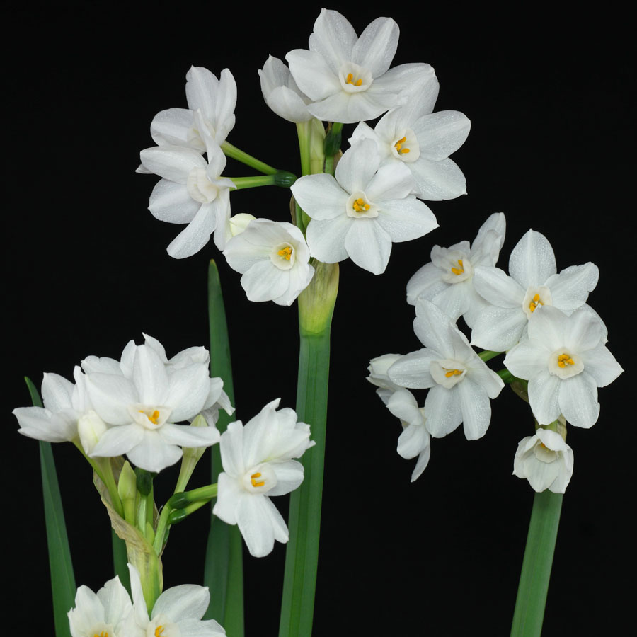 narcissus papyraceus common name s paperwhite daffodil synonyme s 