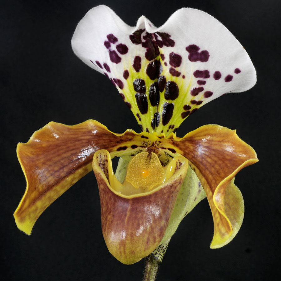 Paphiopedilum „Amerikanische Hybride“