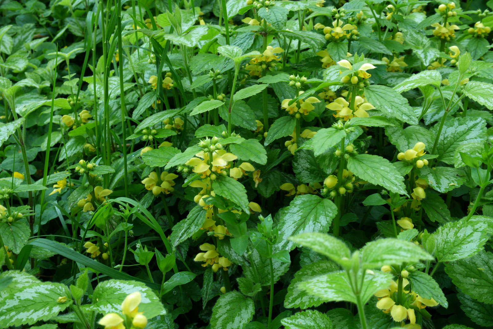 Lamium galeobdolon ssp. argentatum