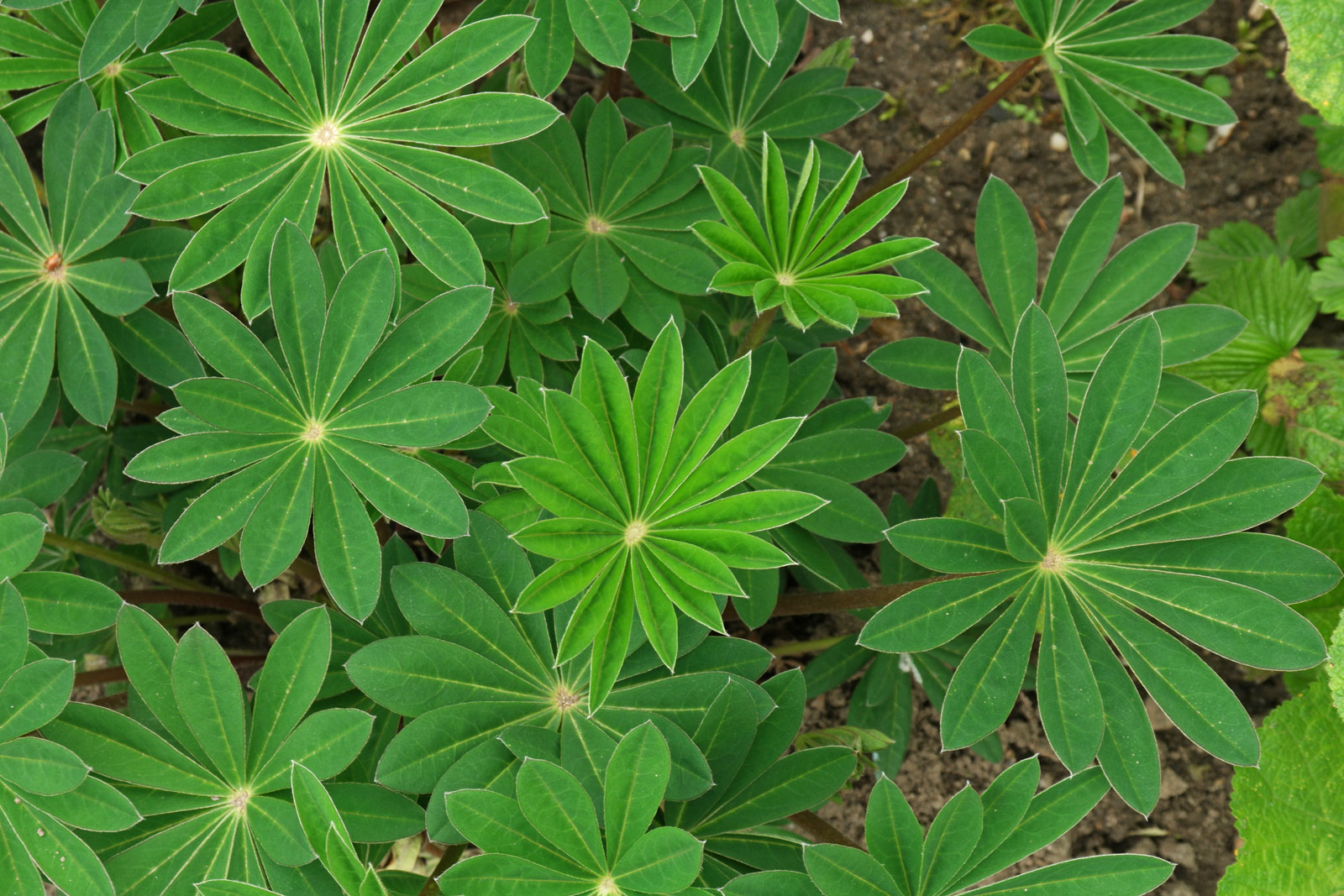 Lupinus polyphyllus