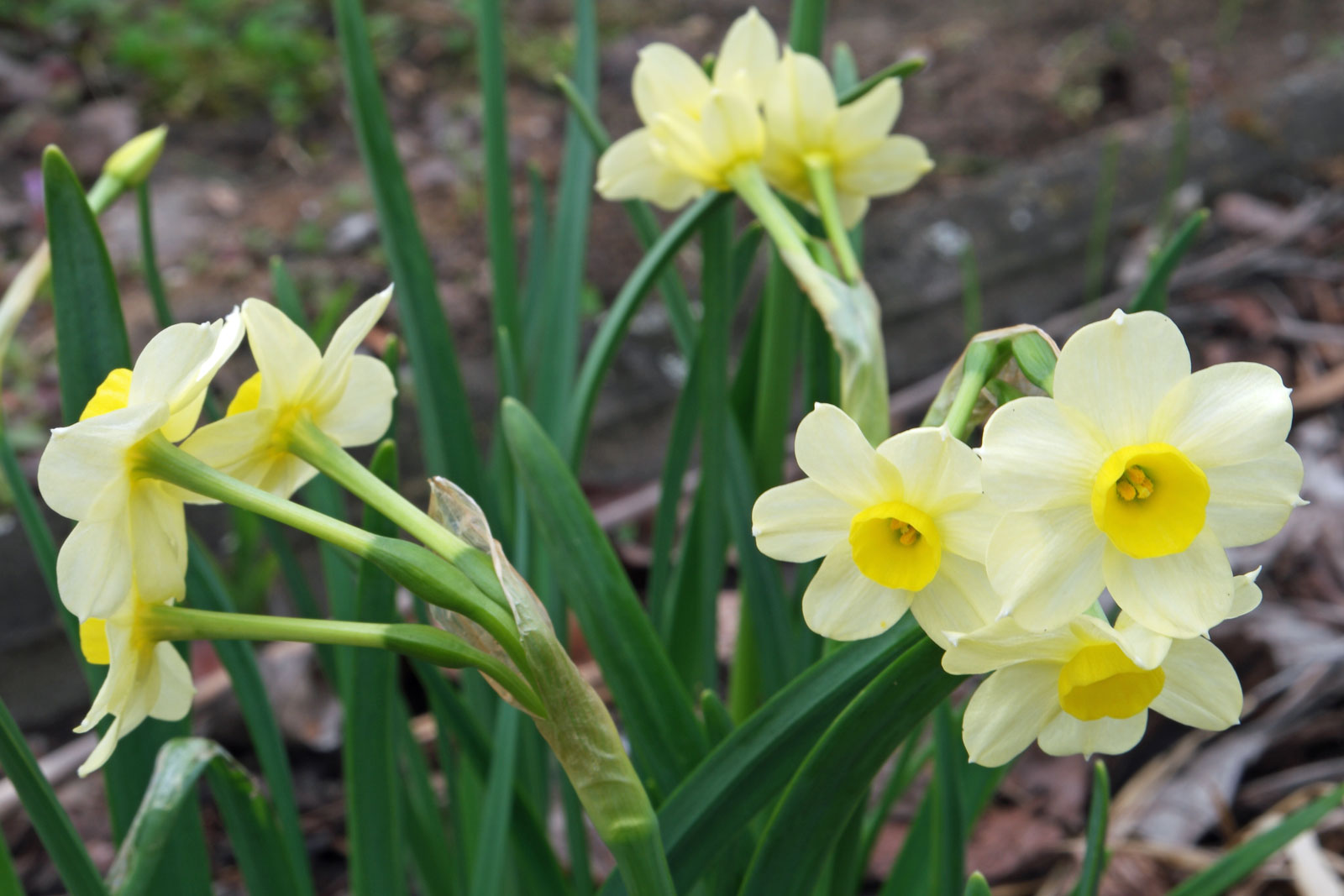 Narcissus Tazetta "Minnow" Pictures 