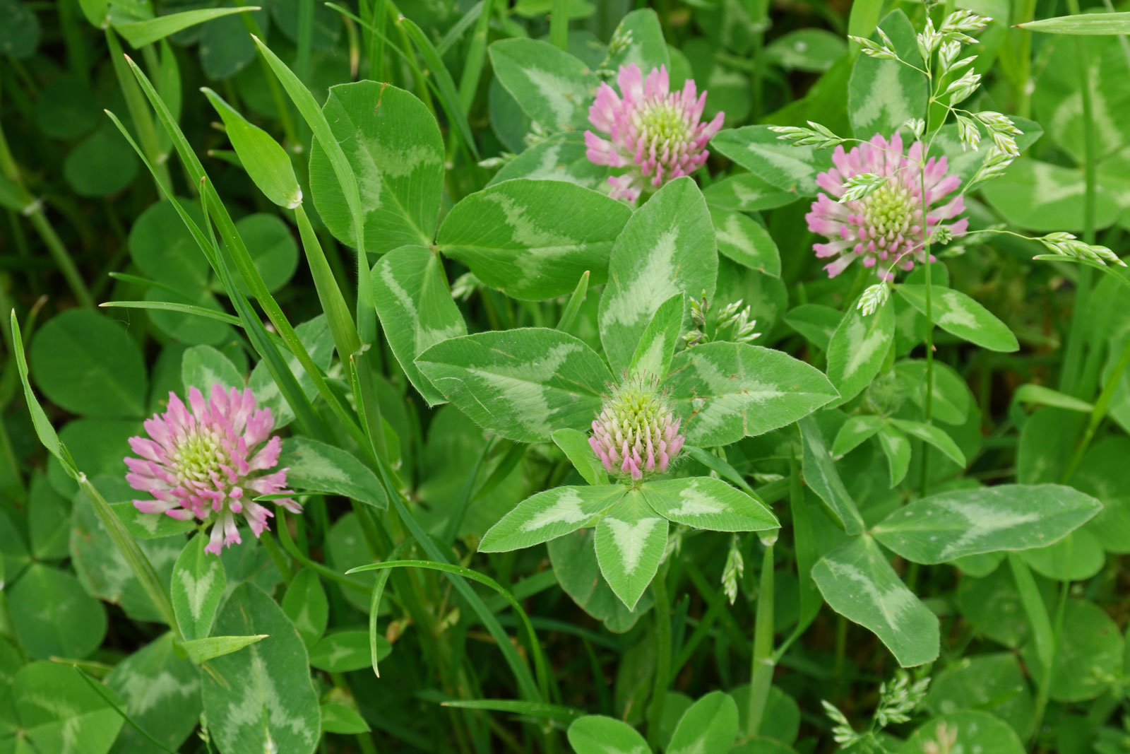 Trifolium pratense