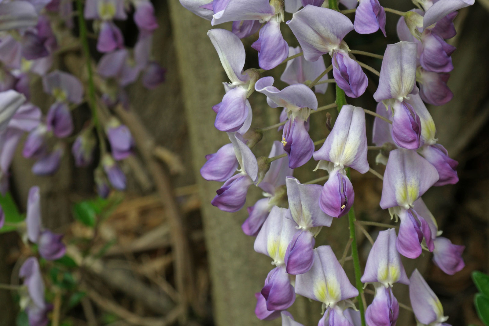 5 Semi Freschi Di Glicine Giapponese Wisteria Floribunda Tuscany Rose, Pianta Rampicante Per Pergolati, Fiori Profumati Viola