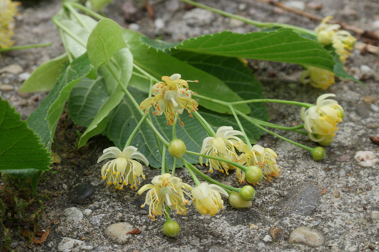 Tilia Cordata Tilia Cordata