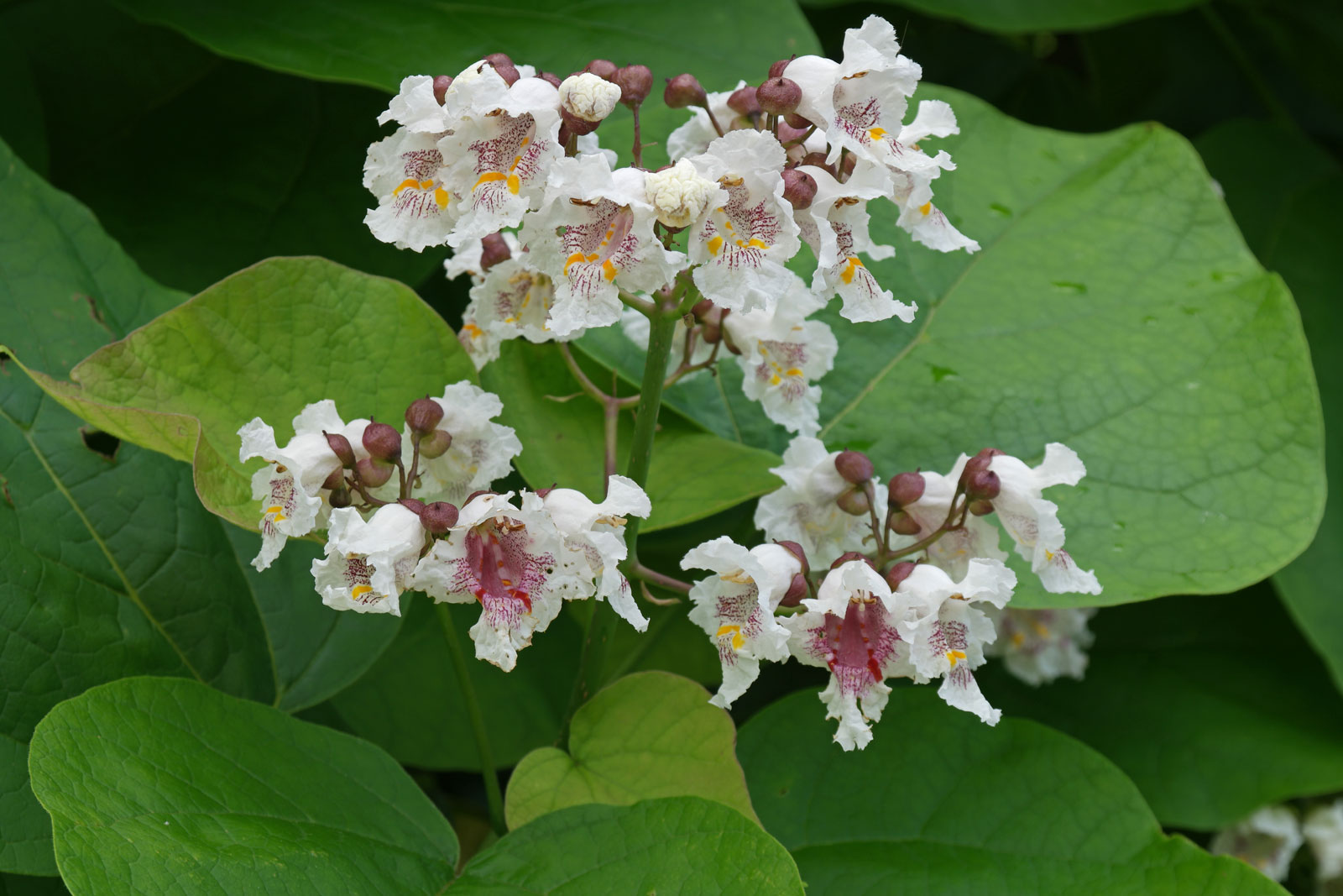 Catalpa bignonioides