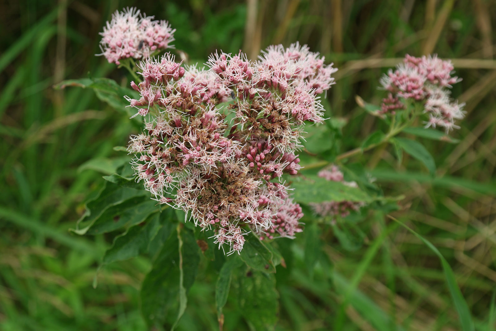Eupatorium cannabinum