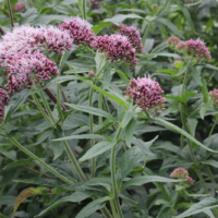 Eupatorium cannabinum