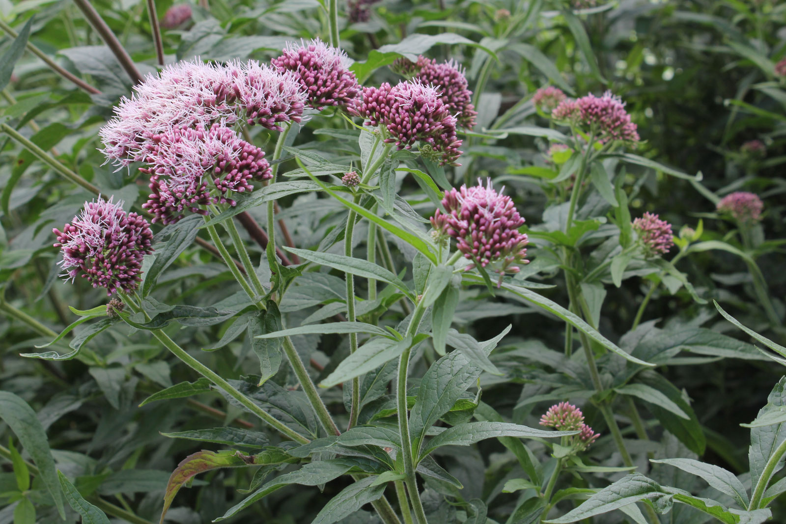 Eupatorium cannabinum