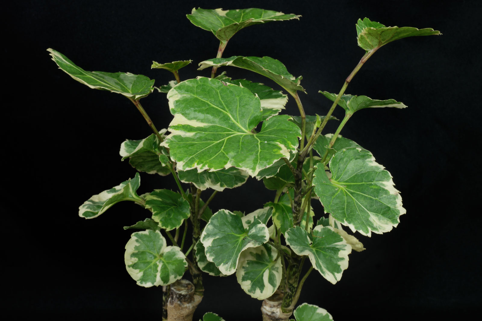 Polyscias scutellaria „Variegata“