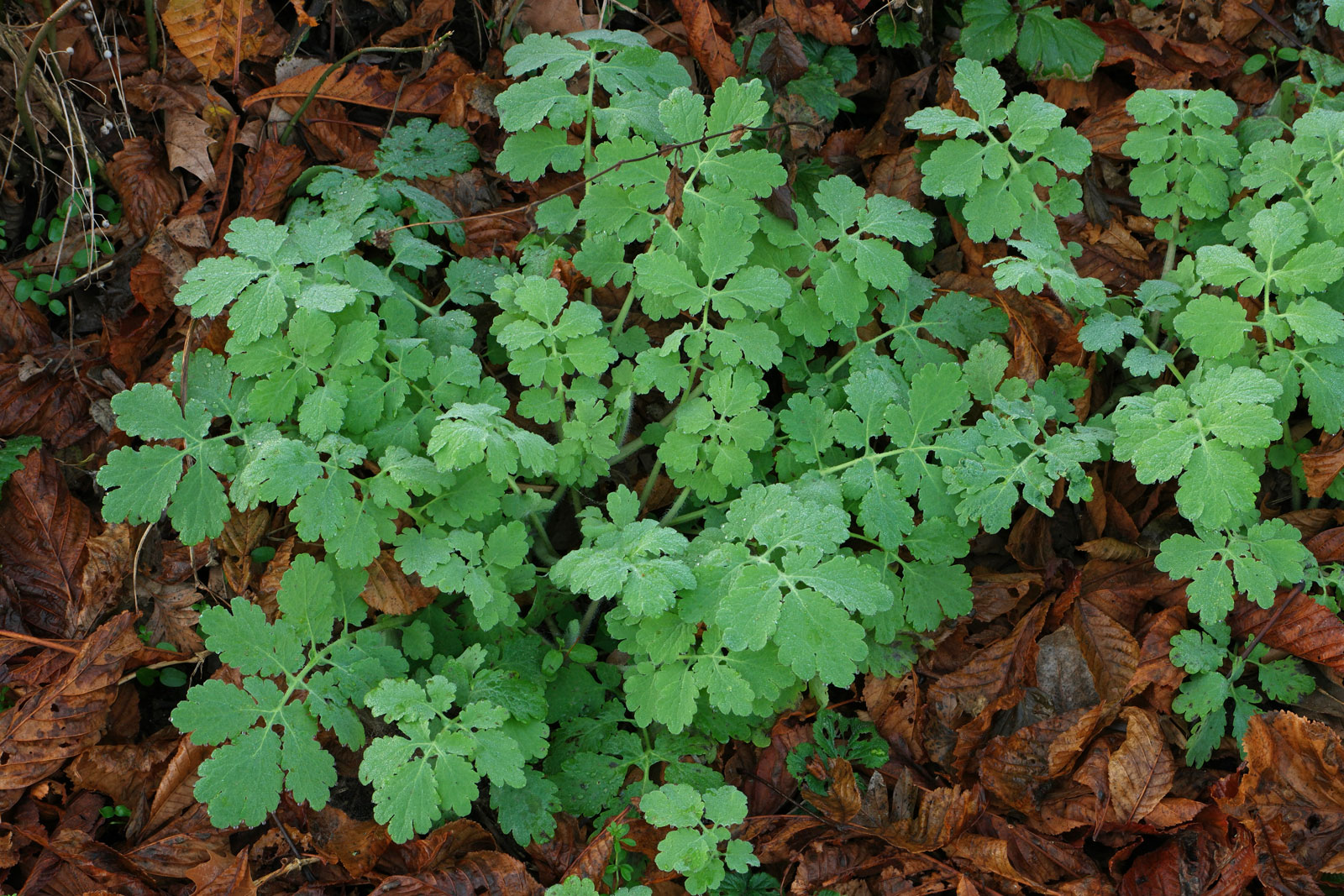 Chelidonium majus