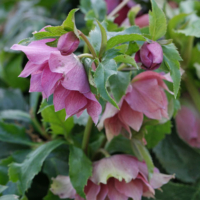 Helleborus orientalis cv