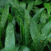 Aspidistra lurida Ginga
