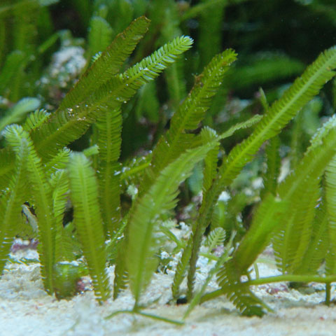 Caulerpa taxifolia