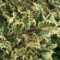 Ilex aquifolium Ferox Argentea