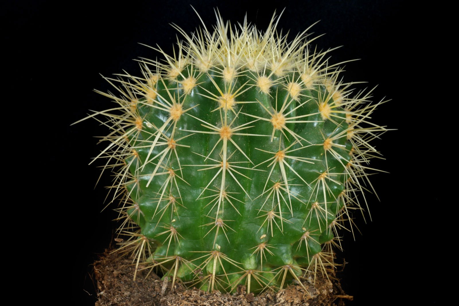 Echinocactus grusonii