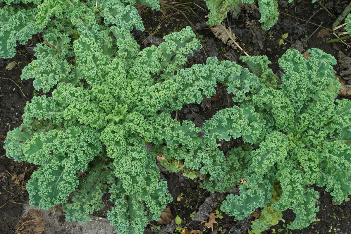 Brassica oleracea var sabellica