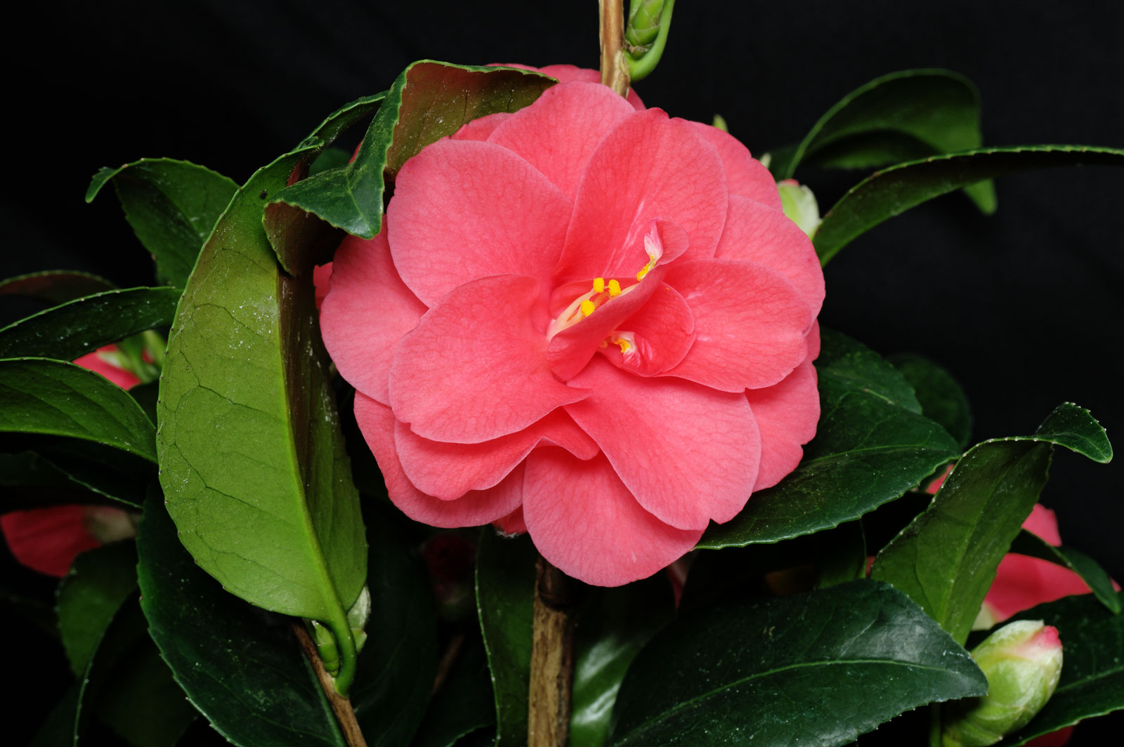 Camellia japonica Flame