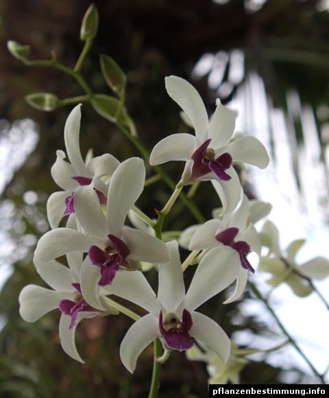 Dendrobium cv
