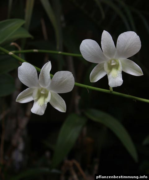 Dendrobium vit