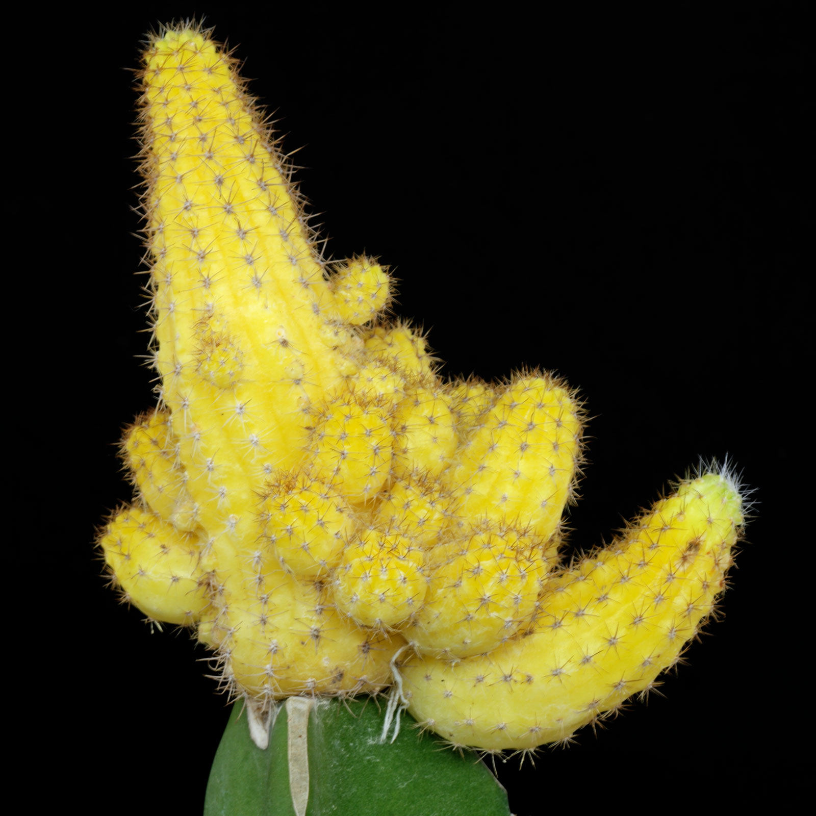 Echinopsis chamaecereus Lutea