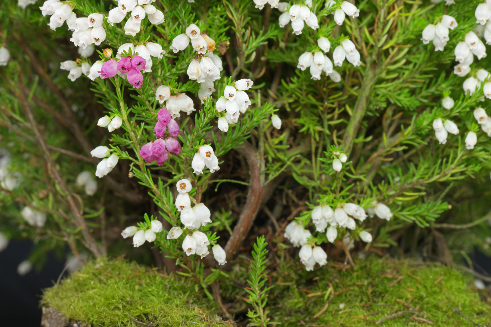 Erica gracilis cv.