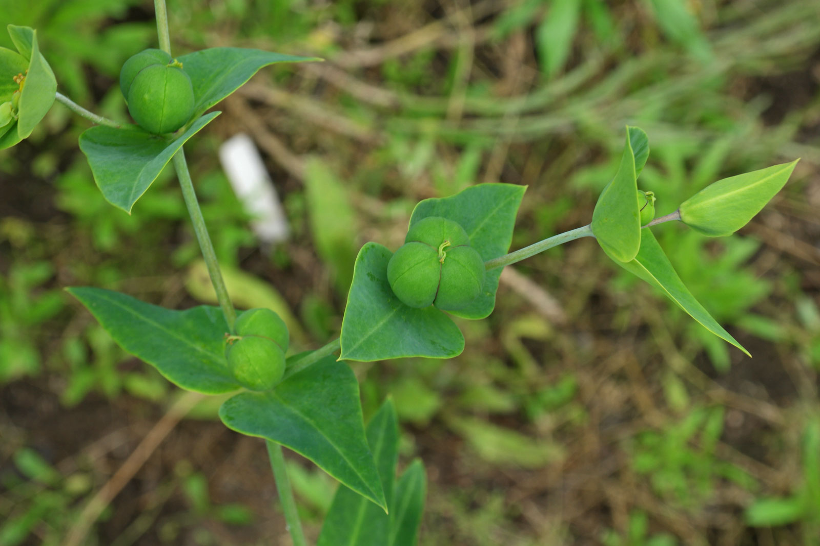 Euphorbia lathyris
